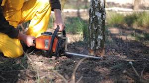 Tree and Shrub Care in Howard, WI