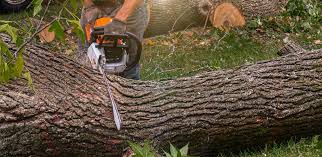 Reliable Howard, WI Tree Services Solutions