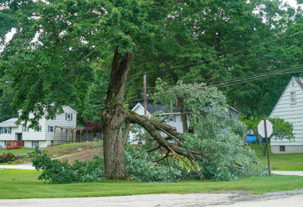 How Our Tree Care Process Works  in  Howard, WI
